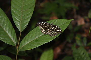 Common archduke (female), forest of Borneo, Malaysia