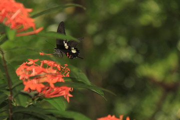 Papilio Helenus butterfly, forest of Borneo, Malaysia