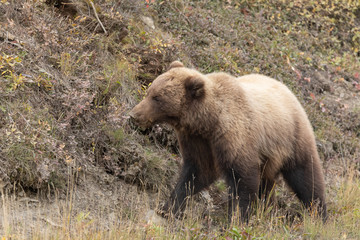 Grizzly Bear in Autumn  in Denali National Park Alaska