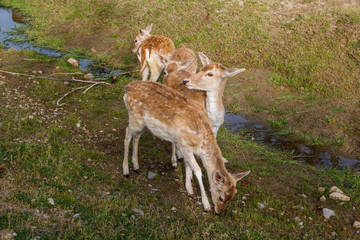 Grupo de ciervos en libertad II