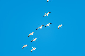 snow geese flying
