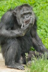 Portrait of a  chimpanzee (Pan trodglodytes) with hand on face