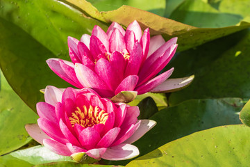 Two bright blooming pink water lilies among green leaves.  It is an excellent permanent residents...