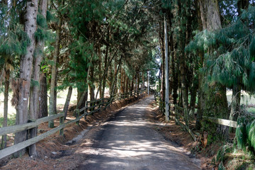 Fototapeta premium Dirt road with trees on the sides