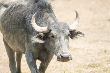 water buffalo