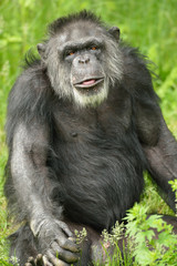 Portrait of a  chimpanzee (Pan trodglodytes) framed by plants