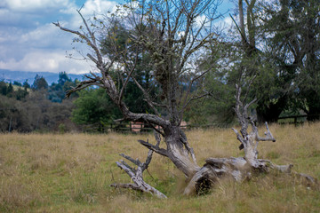 White old dead tree fallen in the grass