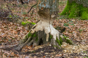 gnawed off tree trunk