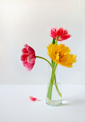 Purple and yellow tulips in a glass vase against a white wall in a minimalist style