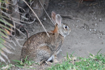 Wild rabbit hare in an hotel's garden