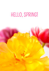 Postcard with bright yellow and pink tulips and the text Hello, spring