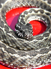 Gray snake or red background. The snake twisted in rings. Red danger