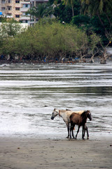 Escaped horses enjoying freedom at the polluted beach in Conakry, Guinea, West Africa