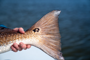 Redfish Tail