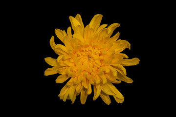 Obraz premium Top view of yellow Chrysanthemum morifolium (mum or chrysanths) flower on black background. It 's spray stard type. The spiral petal is yellow.