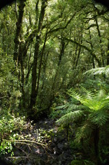 Fjordland Milford Sound Neuseeland Südinsel