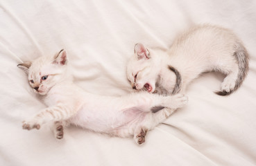 Cute little kittens relax on white blanket. Small cat. love and friendship. cute white kitten, british longhair. idea of tenderness and childhood. Lovely white kitten playing with each other