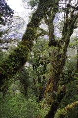 Fjordland Milford Sound Neuseeland Südinsel