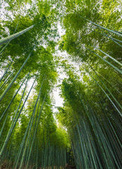 Obraz na płótnie Canvas Arashiyama Bamboo Forest in Kyoto Japan