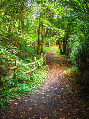 An autumn path with trees and a fence showing the way ahead. 