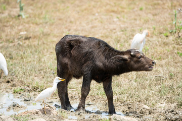 water buffalo