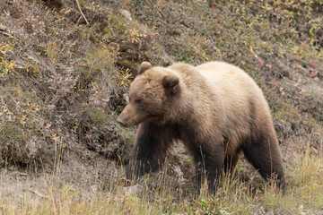 Fototapeta na wymiar Grizzly Bear in Autumn in Denali National Park Alaska