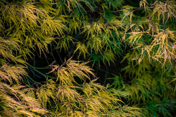 Yellow and green tree Acer palmatum is close