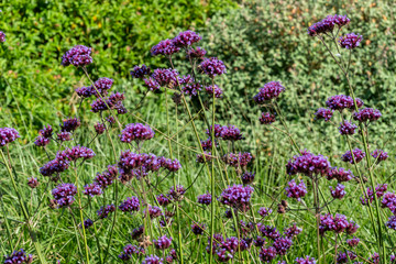 Verbena bonariensis a purple herbaceous perennial summer autumn flower plant commonly known as purple top or Argentinian vervain