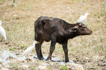 water buffalo