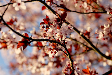 Cherry plum blossom