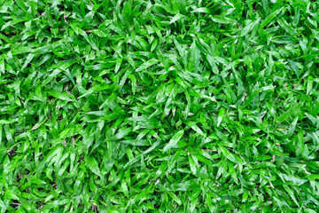 Top view of beautiful natural fresh green grass lawn, backyard, field texture background.