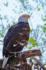 American black and white bald eagle