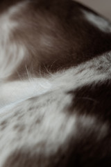 Brown and white dog hair with dots.