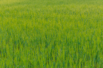 Peaceful landscape with green meadows.