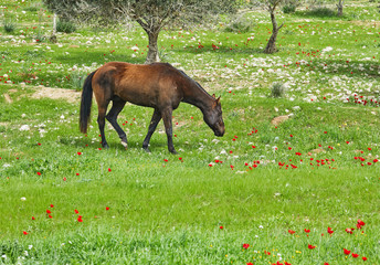 Horses with a foal grazing on the grass with blooming anemones, Israel in the spring