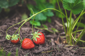 Organic Strawberry Patch