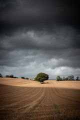 Fototapeta premium a single tree in a fields with storm clouds and light crossing over the fields