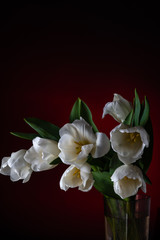 white tulips on a black background