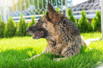 German Shepherd lying on the lawn.