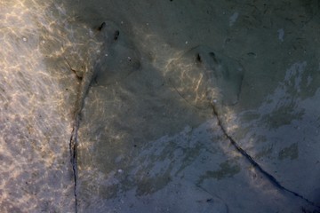 raie de sabledes Seychelles