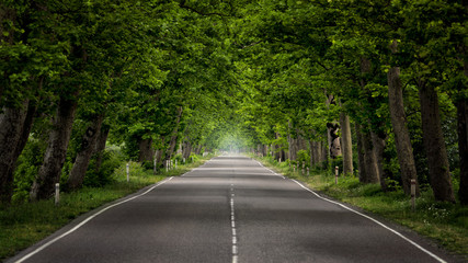 Along The road green tree in summer