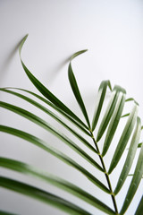Green palm leaf isolated on white background