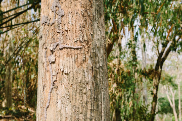 Fototapeta premium Teak tree in the forest with blurred background