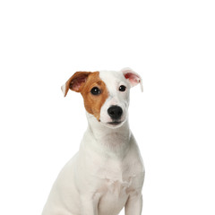 Cute Jack Russel Terrier on white background. Lovely dog