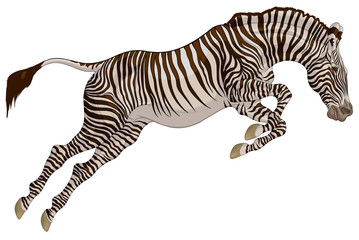 Striped stallion overcomes an obstacle. Zebra at the beginning of the jump. Colored vector illustration for safari and wildlife tourism.