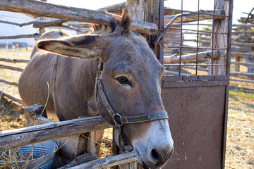 Fototapeta premium Donkey farm Close-up photo of a donkey. Funny donkey on the farm. Small livestock farm.