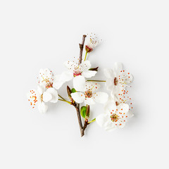Cherry blossom, white sakura spring flowers © ifiStudio