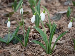 Glade with snowdrops in the spring forest.