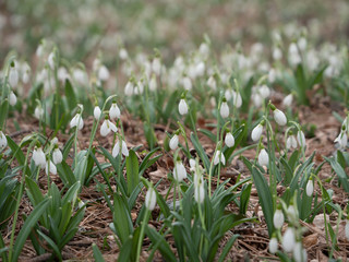 Glade with snowdrops in the spring forest.