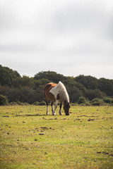 a wild new forest pony grazing on green grass